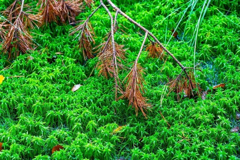 The Pietzmoor, raised bog in the Lüneburg Heath nature reserve, peat-forming sponges, peat mosses,