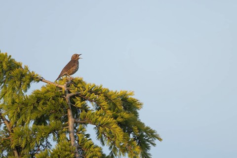 Song thrush (Turdus philomelos) adult male bird singing from a tree in spring, Suffolk, England,