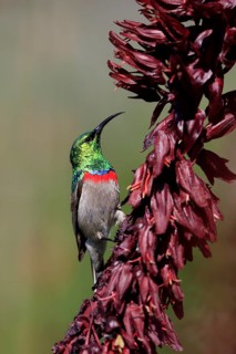 Cape Sunbird (Cinnyris chalybeus), adult, foraging, on giant honey flower (Melianthus major),