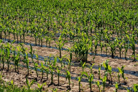 A maize field, with young plants, is fertilised with liquid manure, near Geldern, North