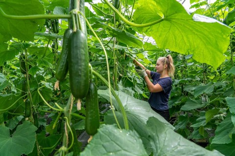Cultivation of mini cucumbers, snack cucumbers, in a greenhouse, near Straelen, North