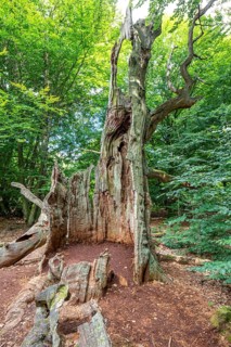 The Sababurg primeval forest, or primeval forest in the Reinhardswald, is a 95-hectare biotope