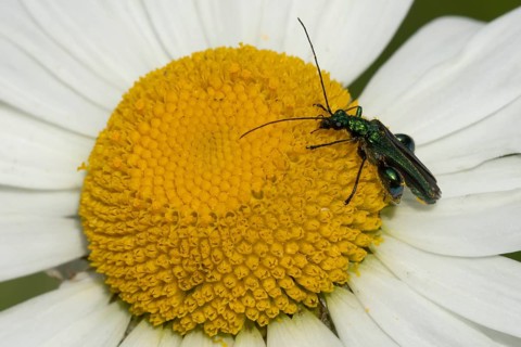 Thick-legged flower beetle (Oedemera nobilis) adult insect on a white Oxeye daisy flower, Suffolk,