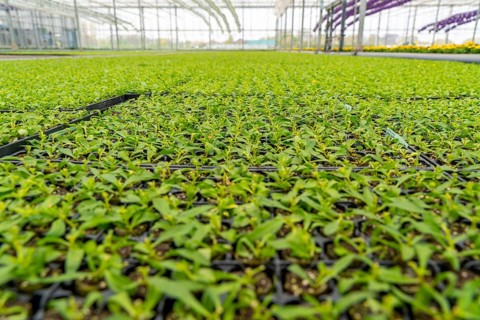 Horticultural business, greenhouse, flower pots, young plants, cape daisies, osteospermum, growing