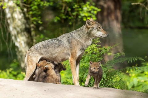 A mother wolf guards her pups in a green forest, European grey gray wolf (Canis lupus) pups,