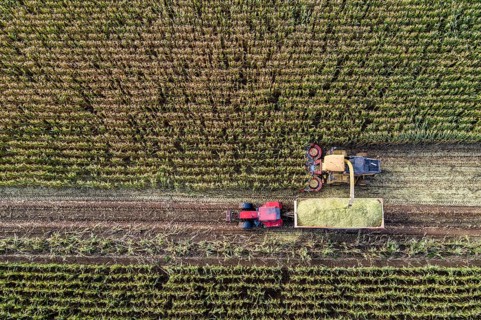 Maize harvest, combine harvester, chopper works its way through a maize field, the silage is pumped