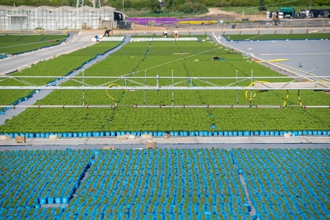 Nursery, plant cultivation, ornamental plants grow in flower pots, outdoors, irrigation system,