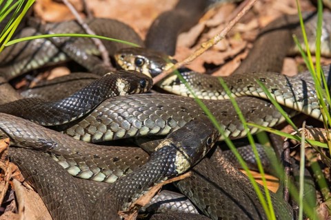Group of Grass snakes (Natrix natrix) basking in the sun at springtime