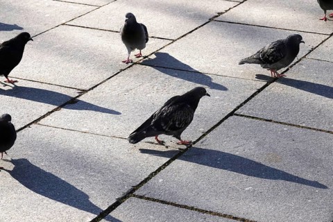 City pigeons with shadow, wintertime, Saxony, Germany, Europe