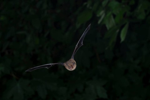 Common pipistrelle (Pipistrellus pipistrellus) hunting insects in front of deciduous forest,