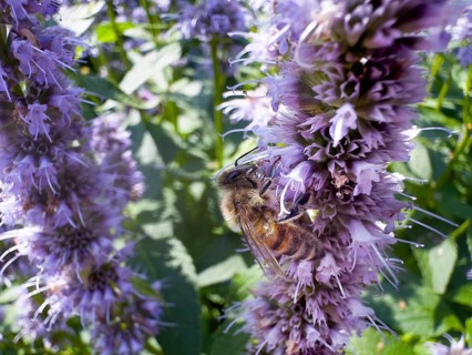 Flower impression, honey bee (Apis), sitting on anise hyssop (Agastache foeniculum)