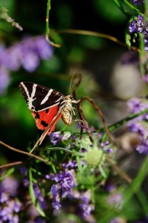 Spanish flag, (Euplagia quadripunctaria), summer, Saxony, Germany, Europe