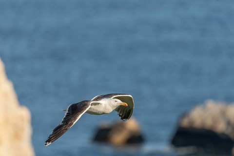 Great black-backed gull (Larus marinus) gliding along the cliffs of the Atlantic Ocean. Camaret,