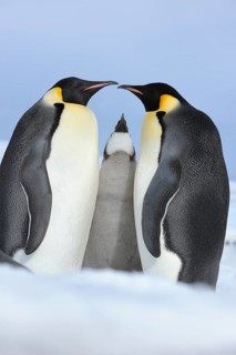 Emperor penguins (Aptenodytes forsteri), Pair with Chick, Snow Hill Island, Antartic Peninsula,