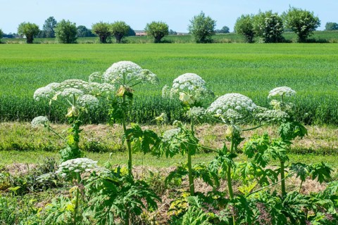 Flowering giant hogweed in the landscape, (Heracleum mantegazzianum) an invasive species that is