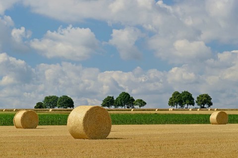 Grain field after harvest, stubble field with round straw bales, blue cloudy sky, North