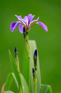 American marsh iris (Iris versicolor), flower, in bloom, at a pond, Ellerstadt, Germany, Europe