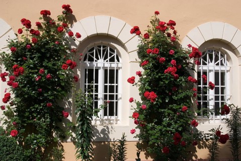 Climbing roses on the façade of Johannisberg Wine Castle, Rheingau, Hesse, Germany, Europe