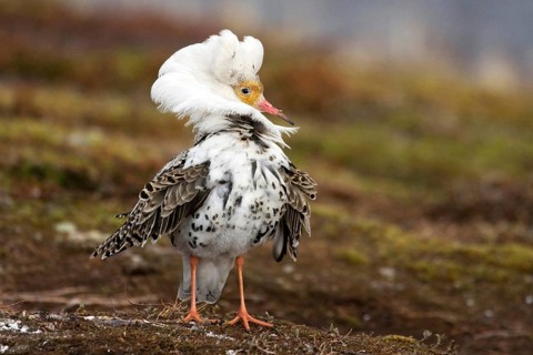 Ruff, ruff plumage, display plumage, courtship display, Norway, Varanger, Varanger Peninsula,