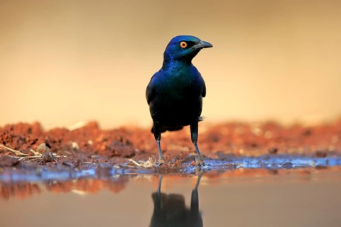 Red-shouldered Glossy Starling (Lamprotornis nitens), adult, at the water, alert, Kruger National