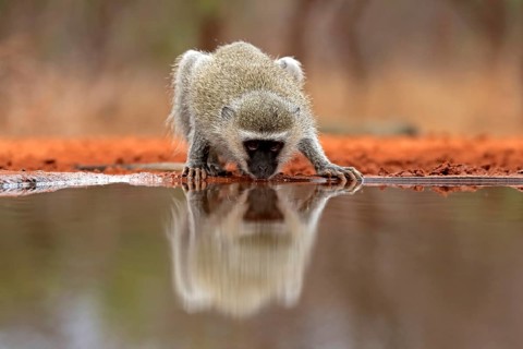 Vervet Monkey (Chlorocebus pygerythrus), adult, drinking, at the water, Kruger National Park,
