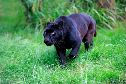Leopard, Black panther (Panthera pardus), adult, stalking