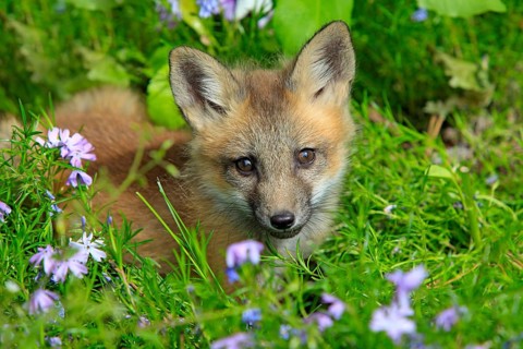 Red fox (Vulpes vulpes), young animal, meadow, flower, ten weeks old, portrait, Montana, USA, North