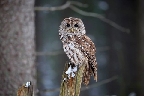 Tawny Owl (Strix aluco), adult in winter on a wait, Zdarske Vrchy, Bohemian-Moravian Highlands,