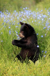 American Black Bear (Ursus americanus), young, flowers, meadow, six months old, Montana, USA, North