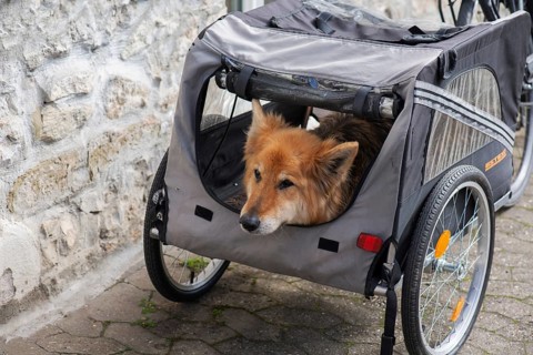 Spanish herding dog, a Pastor Garafiano, looks out of a bicycle trailer, Lower Franconia, Bavaria,