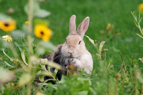 Rabbit (Cuniculus), mammal, flowers, grass, cute, A domestic rabbit sits in the grass in front of a