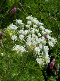 Bishop's weed, small cartilaginous carrot, toothpick cartilaginous carrot, toothpick herb,