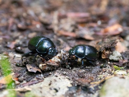 Dor beetle (Geotrupes stercorarius), two beetles on woodland path, feeding on the remains of a dead