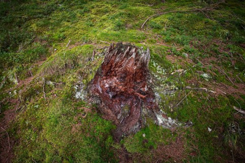 Tree stump, moss, Taser Höhenweg, forest, Schenna, Scena, South Tyrol, Autonomous Province of