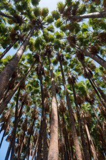 Tall palm trees towering into the blue sky, palm grove near Torre de Mar, Tower of the Sea, Costa
