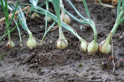 Onion (Allium cepa), field, cultivation, plant, food, The fresh onions are in the soil in the field