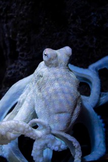 Octopus, octopus, (Octopus cyanea), aquarium, Odysseo Oceanarium Mauritius, show aquarium, large