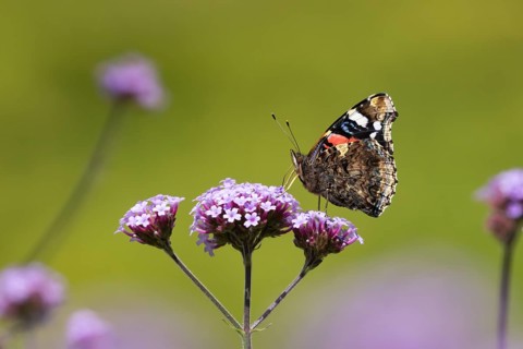Red admiral butterfly (Vanessa atalanta) adult insect feeding on a purple garden Verbena flower,