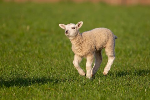 Domestic sheep (Ovis aries) juvenile baby lamb farm animal running in a grass field, England,