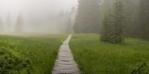 Hühnermoos on a cloudy day with fog, a high moor at Söllereck near Oberstdorf, Allgäu Alps, Allgäu,