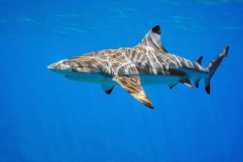 Blacktip reef shark (Carcharhinus melanopterus) Blacktip reef shark swims close to the sea surface