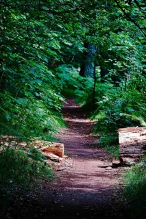 Tiefental nature reserve near Königsbrück in summer, West Lusatia, Saxony, Germany, Europe