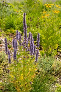 Scented nettle (Agastache), flower bed, Dülmen, Münsterland, North Rhine-Westphalia, Germany,