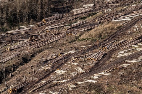 Cleared forest area north of the village of Öventrop, district of Arnsberg, dead spruce stands were