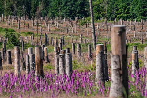 Cleared forest in the Eggegebirge, near Lichtenau, Paderborn district, site of a spruce forest that
