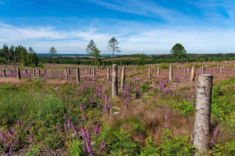 Cleared forest in the Eggegebirge, near Lichtenau, Paderborn district, site of a spruce forest that