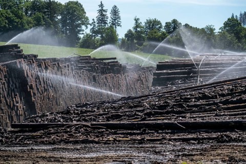 Wet wood storage of a sawmill, timber that is stored longer is sprinkled with water so that the