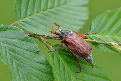 Northern cockchafer (Melolontha hippocastani), male, on leaves of a hornbeam (Carpinus betulus),