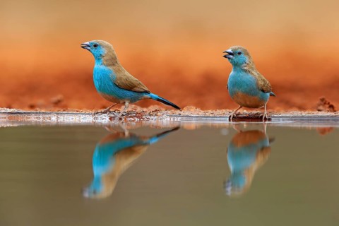 Blue-winged Oriole (Uraeginthus angolensis), Angola Butterfly Finch, adult, two birds, at the