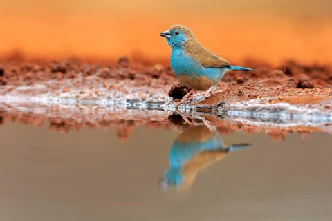 Blue waxbill (Uraeginthus angolensis), Angola butterfly finch, adult, at the water, Kruger National